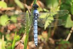 S&uuml;dlicher Blaupfeil (Orthetrum brunneum) - M&auml;nnchen