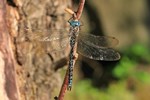 Schattenlibelle (Caliaeschna microstigma)