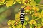 Schmaler Rinden-Widderbock (Plagionotus floralis)
