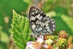 Schachbrett (Melanargia galathea)
