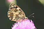 Schachbrett (Melanargia galathea) - Weibchen