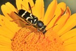 Kreuzdorn-Widderbock (Clytus rhamni)