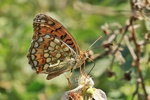 Mittlerer Perlmuttfalter (Argynnis niobe)