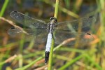 &Ouml;stlicher Blaupfeil (Orthetrum albistylum) - M&auml;nnchen