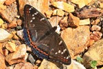 Gro&szlig;er Eisvogel (Limenitis populi)