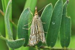 Ohne deutschen Namen (Chrysocrambus linetella)
