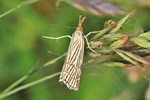 Ohne deutschen Namen (Chrysocrambus linetella)