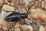 Rotbeiniger Erdbock (Dorcadion pedestre)