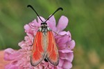 Widderchen (Zygaena punctum)