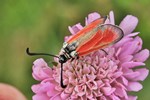 Widderchen (Zygaena punctum)