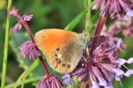 Rot-/Rostbraunes Wiesenv&ouml;gelchen (Coenonympha glycerion)