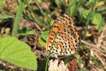 Roter Scheckenfalter (Melitaea didyma)