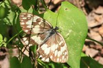 Balkan-Schachbrett (Melanargia larissa)