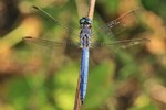 Kleiner Blaupfeil (Orthetrum coerulescens)