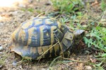 Griechische Landschildkr&ouml;te (Testudo hermanni boettgeri)