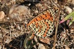 Roter Scheckenfalter (Melitaea didyma)