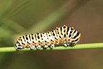 Schwalbenschwanz (Papilio machaon)