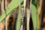 &Ouml;stlicher Blaupfeil (Orthetrum albistylum) - Weibchen