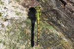 Gr&uuml;ne Flu&szlig;jungfer (Ophiogomphus cecilia) - Weibchen