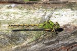Gr&uuml;ne Flu&szlig;jungfer (Ophiogomphus cecilia) - Weibchen