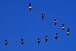 Wei&szlig;wangeng&auml;nse im Formationsflug