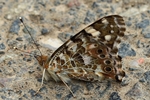 Distelfalter (Vanessa cardui) - Unterseite