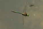 Gl&auml;nzende Smaragdlibelle (Somatochlora metallica) - M&auml;nnchen im Flug