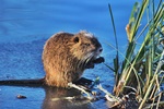 Nutria (Myocastor coypus)