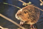 Nutria (Myocastor coypus)
