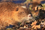Nutria (Myocastor coypus)