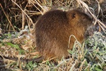 Nutria (Myocastor coypus)