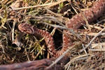 Kreuzotter (Vipera berus)