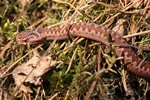 Kreuzotter (Vipera berus)