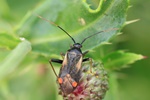 Gelbsaum-Zierwanze (Adelphocoris seticornis)