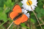 Ohne deutschen Namen (Lycaena ottomanus - M&auml;nnchen)