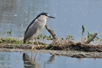 Nachtreiher (Nycticorax nycticorax)