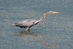Purpurreiher (Ardea purpurea)