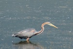 Purpurreiher (Ardea purpurea)