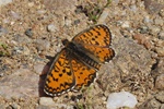 Br&auml;unlicher Scheckenfalter (Melitaea trivia)
