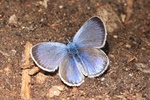 Alexis-Bl&auml;uling (Glaucopsyche alexis)