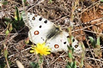 Roter Apollo (Parnassius apollo)