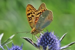 Kardinal (Argynnis pandora)