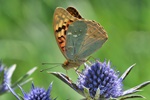 Kardinal (Argynnis pandora)