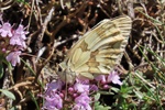 Schachbrett (Melanargia lachesis)