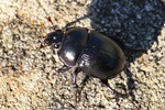 Waldmistk&auml;fer (Anoplotrupes stercorosus)