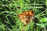 Hochalpen-Perlmuttfalter (Boloria pales)