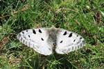 Roter Apollo (Parnassius apollo)