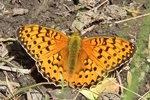 Gro&szlig;er Perlmuttfalter (Argynnis aglaja)