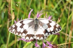 Schachbrett (Melanargia lachesis)