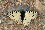 Zerynthia cerisyi (Balkan-/&Ouml;stlicher Osterluzeifalter)